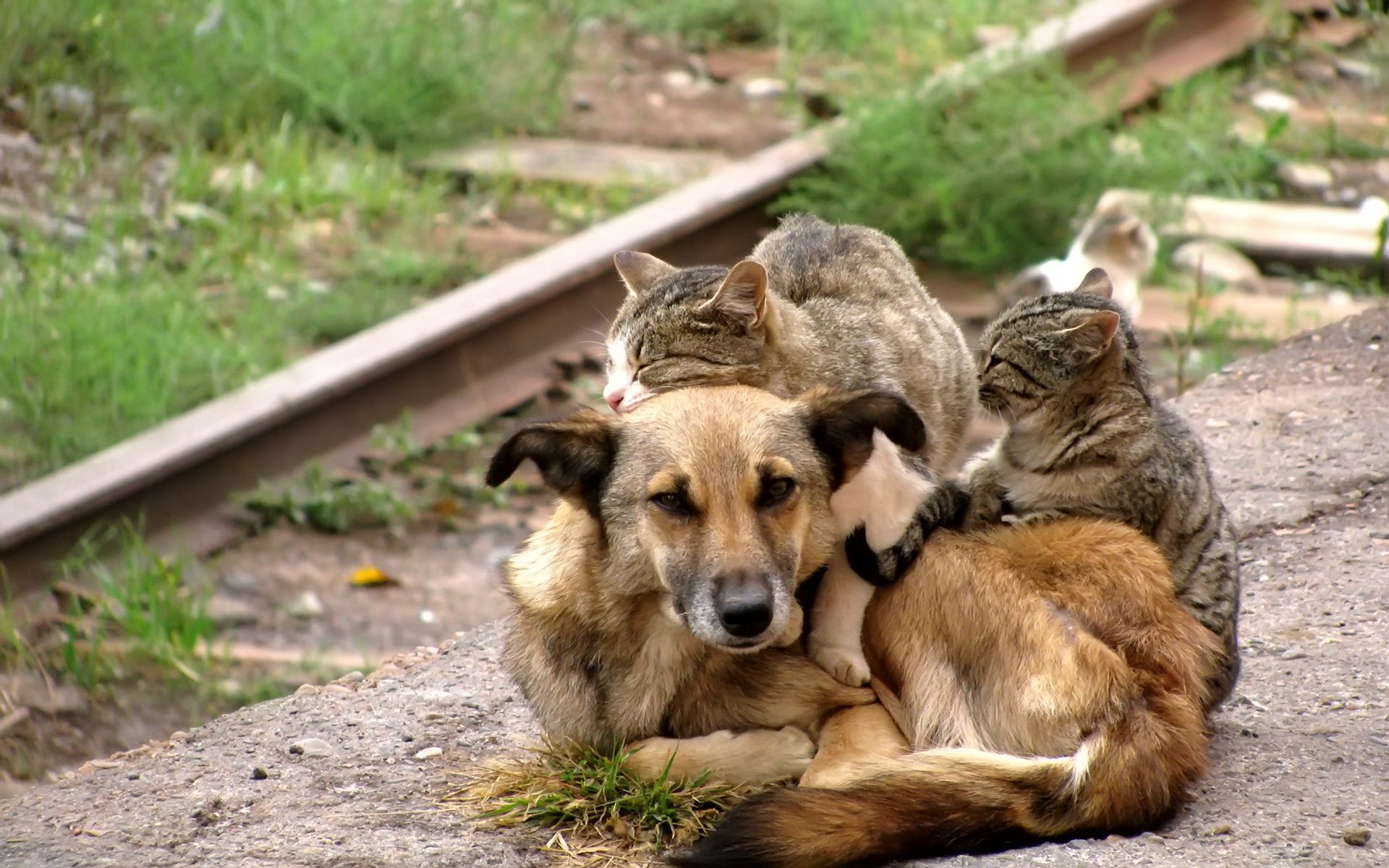 Кидать животных. Бездомные животные. Бездомные собаки. Бездомные кошки и собаки. Бродячие собаки.
